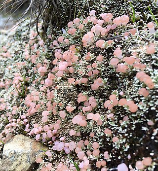 <i>Phyllobaeis</i> Genus of fungi