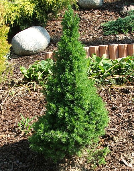 File:Picea glauca 'Conica' a1.JPG