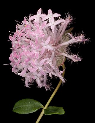 <i>Pimelea hispida</i> Species of shrub