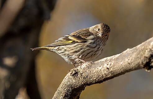 Pine siskin