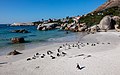 * Nomination African penguins (Spheniscus demersus), Boulders Beach, Simon's Town, South Africa --Poco a poco 12:24, 5 November 2018 (UTC) * Promotion  Support Beautiful place. Good quality. --Tournasol7 14:13, 5 November 2018 (UTC)