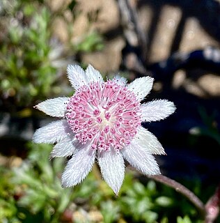 <i>Actinotus forsythii</i> Species of flowering plant