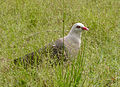 Pink Pidgeon. Nesoenas mayeri (16784371566).jpg