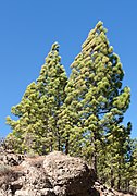 Pinus canariensis - Gran Canaria.jpg