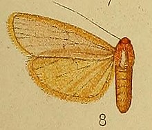 Pl.36-сурет.08-Pseudlepista flavicosta Hampson, 1910. JPG