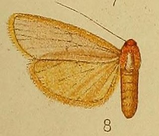 <i>Pseudlepista flavicosta</i> Species of moth