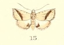 Pl. 5-15-Eublemma pudica (Snellen, 1880) (eşanlamlı Mestleta acontioides) .JPG