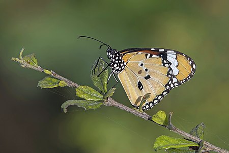 Plain tiger (Danaus chrysippus chrysippus) male underside Phuket