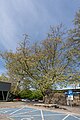 wikimedia_commons=File:Platan klonolistny - Platanus xacerifolia (Platanus xhispanica), pomnik przyrody PL.ZIPOP.1393.PP.2475011.218, Park Dielta, Sosnowiec, wiosna, kwiecień 2024 405.jpg