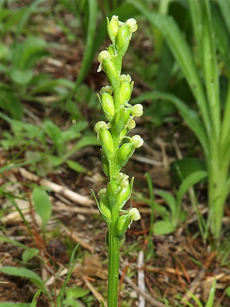 File:Platanthera chorisiana 4.JPG