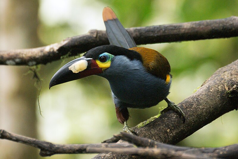 File:Plate-billed mountain toucan (Andigena laminirostris).jpg