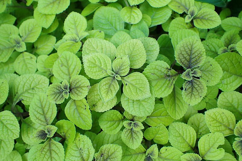 File:Plectranthus ciliatus 'Easy Gold' kz01.jpg