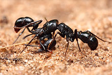 Para proteger su territorio, las hormigas pueden atacar o defenderse de otras de su misma especie.