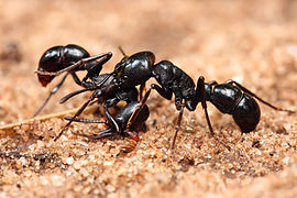 Para protexer seu territorio, as formigas poden atacar ou defenderse doutras da súa mesma especie. Aquí dúas do xénero Plectroctena, quizais P. mandibularis ou P. strigosa. Foto tirada en Dar es Salaam, Tanzania