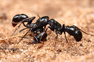 A Plectroctena sp. attacks another of its kind to protect its territory. Plectroctena sp ants.jpg