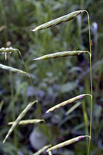 <i>Pleuropogon hooverianus</i> species of plant