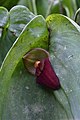 Pleurothallis gargantua