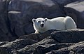 Polar Bear (Ursus maritimus) - Flickr - Gregory "Slobirdr" Smith.jpg