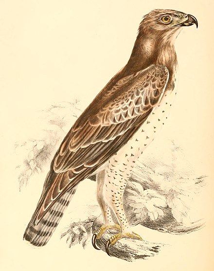 Martial Eagle Wikiwand