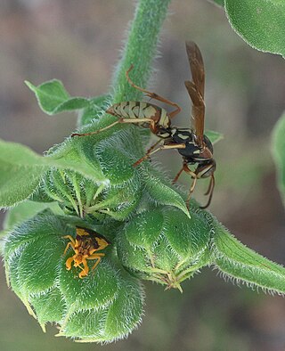 <i>Polistes aurifer</i> Species of wasp