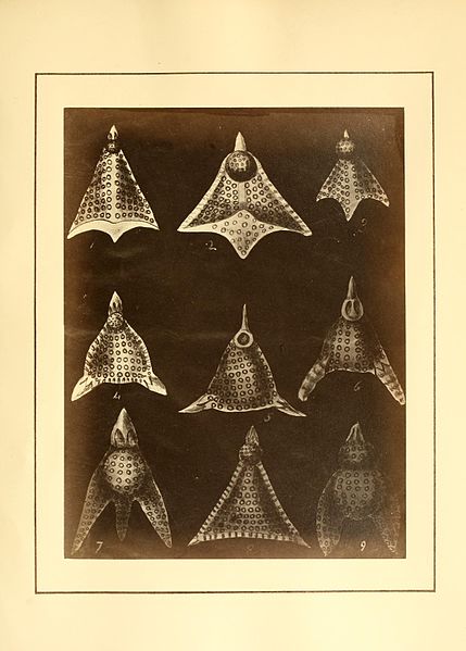 File:Polycystins, figures of remarkable forms &c. in the Barbados chalk deposit (chiefly collected by Dr. Davy, and noticed in a lecture delivered to the Agricultural Society of Barbados, in July, 1846) BHL9996050.jpg