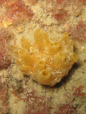 A Polymastia boletiformis.JPG kép leírása.