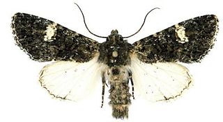 <i>Polymixis serpentina</i> Species of moth