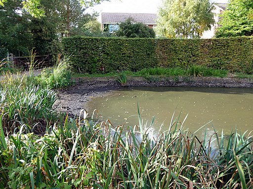 Pond on corner of Staithe Road, Sutton, Norfolk - geograph.org.uk - 2131775