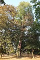 English: Black poplar (Populus nigra), one of two memorable poplars in the park in Velká Bystřice, the Czech Republic. This tree is the western side of the park. Čeština: Topol černý (Populus nigra), jeden ze dvou památných topolů v zámeckém parku ve Velké Bystřici. Tento topol se nachází v západní části parku.