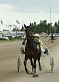 * Nomination: Antti Kangas harnessing Perfect Croft in Pori harness racing track. --kallerna 06:26, 16 May 2012 (UTC) * * Review needed