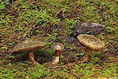 Porphyrellus porfyrosporus Mexico.jpg