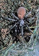 Porrhothele antipodiana-Black Tunnelweb Spider (NZAC06001369).jpg