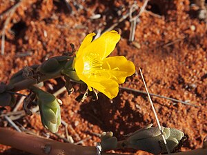 Portulaca Intraterranea