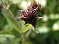 Sumpf Blutauge (Potentilla palustris)