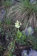 Primula (Primula ruprechtii)