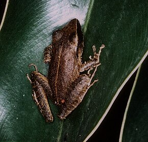 Resmin açıklaması Pristimantis gutturalis.jpg.