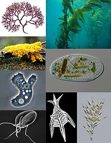 Examples of protists. Clockwise from top left: red algae, kelp, ciliate, golden alga, dinoflagellate, metamonad, amoeba, slime mold.