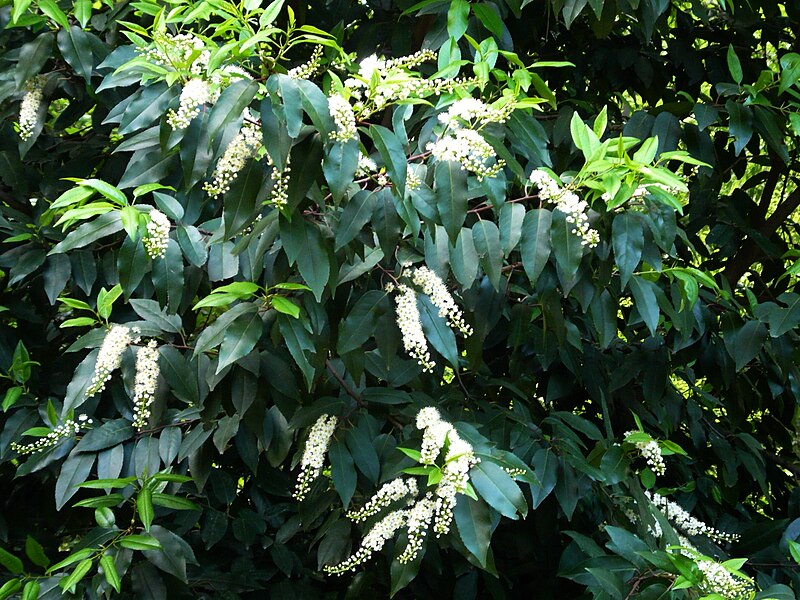 File:Prunus lusitanica C4.jpg