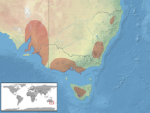 Pseudemoia pagenstecheri distribution.png