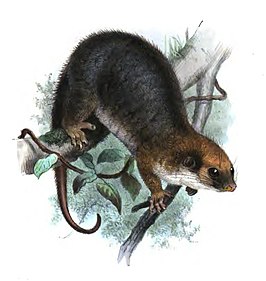 Pseudochirulus forbesi