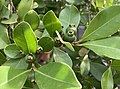 Psidium guineense