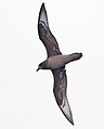 Providence Petrel (Pterodroma solandri), East of the Tasman Peninsula, Tasmania, Australia