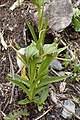 Pterostylis australis New Zealand - Westland Franz Josef Glacier