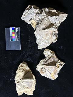 <i>Pterotheca attenuata</i> Ordovician fossil