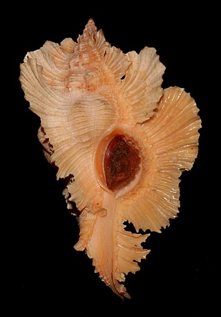 <i>Chicoreus loebbeckei</i> Species of gastropod