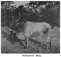 Punganur cattle