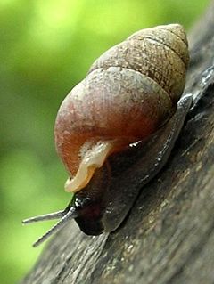 Pupinidae Family of gastropods