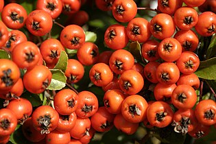 Rowan-berries