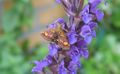Pyrausta purpuralis-01.jpg