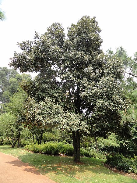 File:Quercus franchetii - Kunming Botanical Garden - DSC03268.JPG